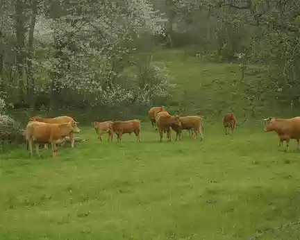 Beaucoup de vaches en Auvergne Beaucoup de vaches en Auvergne
